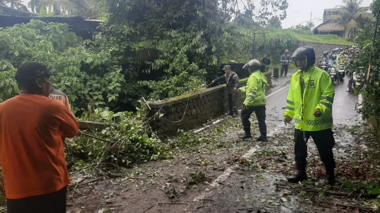 Polsek Ubud Tangani Pohon Tumbang, Lalin Sempat Tersendat